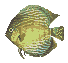 [discus fish]