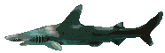 [shark]