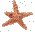large starfish