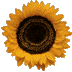large sunflower